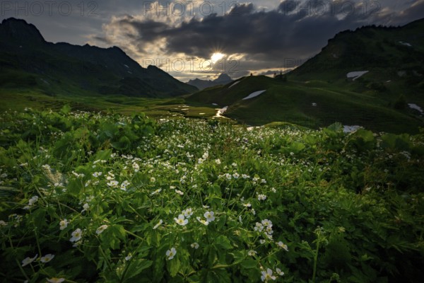 Summit in the morning light with dramatic clouds and anemone in the foreground, Lech,