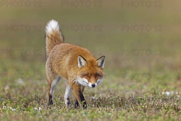 Red fox (Vulpes vulpes), hunting, winter fur, lurking, sniffing, dominant, male, winter landscape,