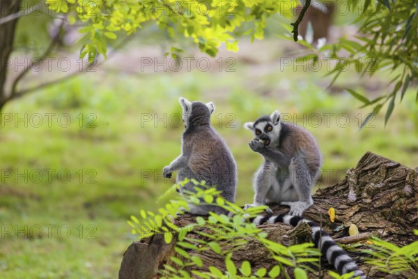 Two ring-tailed lemurs (Lemur catta) are sitting on a rotten tree lying on the ground, eating