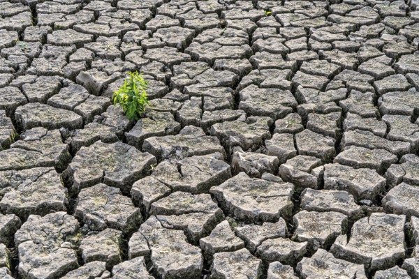 Dry soil, cracked, only a few weeds growing out of the ground, dried-up riverbed, in a side arm of