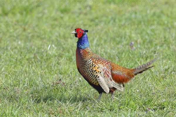Pheasant, hunting pheasant (Phasianus colchicus), adult male bird in a meadow, wildlife, Lembruch,