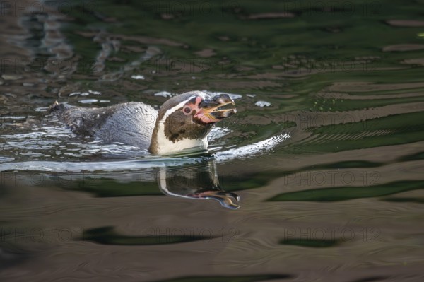 Humboldt penguin (Spheniscus humboldti) swimming in the sea, captive, native to coastal Chile and