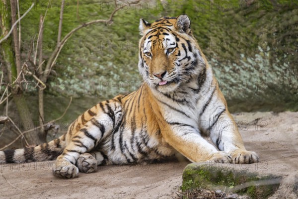 Siberian tiger (Panthera tigris tigris) lying in a forest, captive, incidence in Russia and