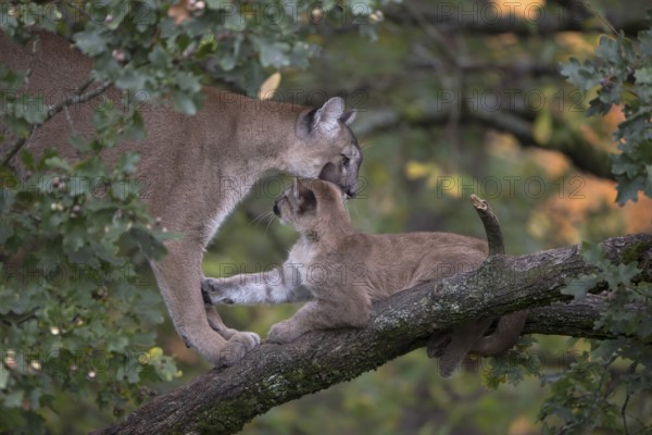 One cougar mother, Puma concolor, grooming her kitten, standing on a big branch high up in an oak