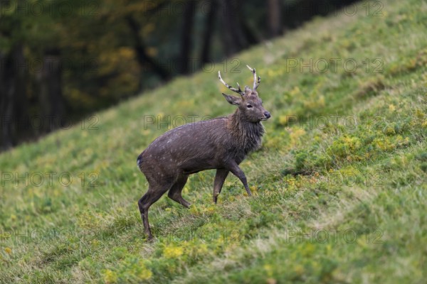 One male Manchurian sika deer or Dybowski's sika deer (Cervus nippon mantchuricus or Cervus nippon