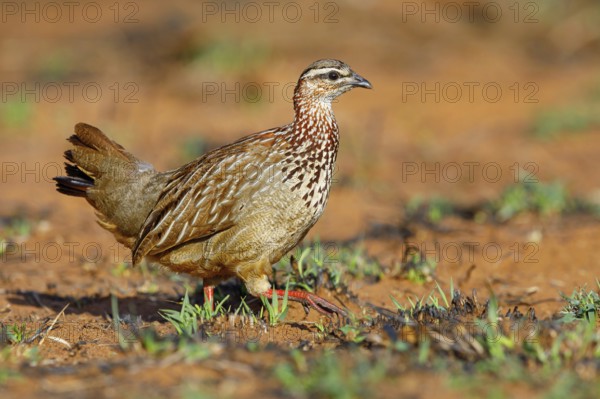 Crested Francolin, (Dendroperdix sephaena), Francolinus sephaena, Mkuze Game Reserve, Mkuze,
