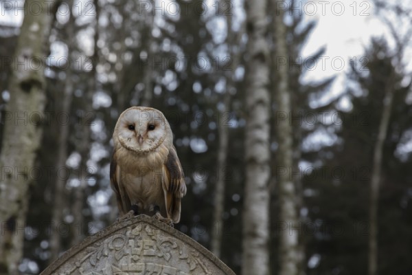 One barn owl (Tyto alba) perched on a very old gravestone in a forest. Green vegetation in the