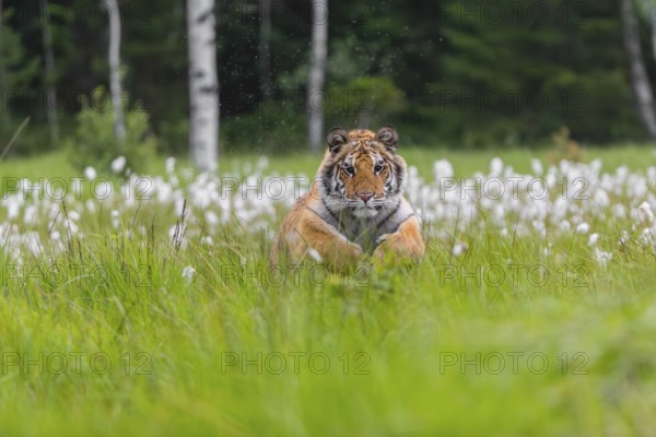 One young female Siberian Tiger, Panthera tigris altaica, running thru tall cottongrass. Early
