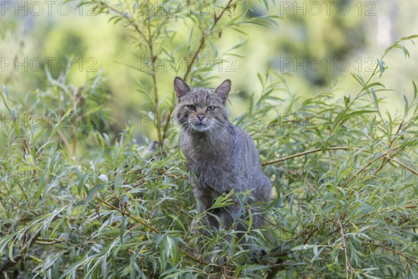 One European wildcat, Felis silvestris silvestris, sitting in a green weeping willow tree. Green