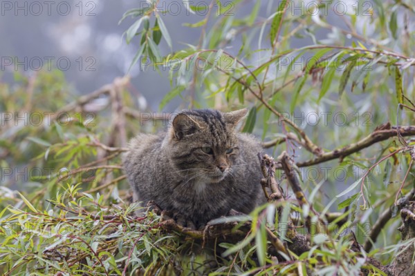 One European wildcat, Felis silvestris silvestris, resting in a green weeping willow tree. Green
