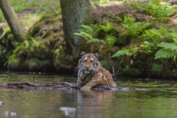 One young female Siberian Tiger, Panthera tigris altaica, playing with a log in the cool fresh