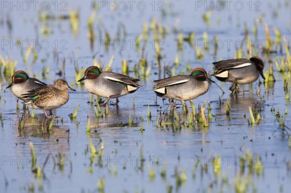 Eurasian Teal (Anas crecca), a group of four male ducks and one female duck, resting on a frozen