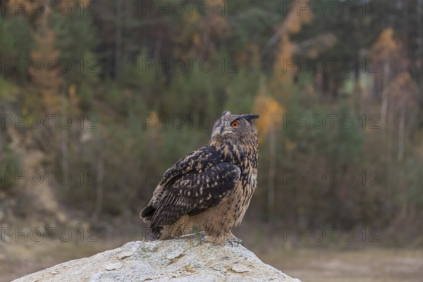 One Eurasian Eagle Owl, Bubo bubo, sitting on a grey rock of a stone quarry, a forest in fall