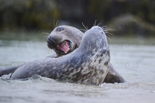 Grey seal (Halichoerus grypus) playing with each other in the water, sea, Düne, Helgoland,