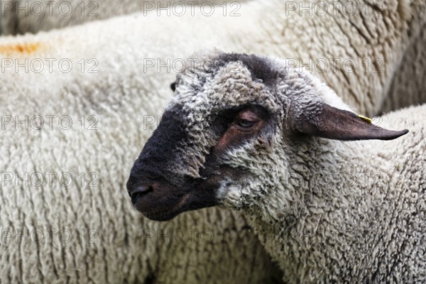 Black-headed sheep (Ovis gmelini aries), black-headed meat sheep, Shepherd and Herding Festival