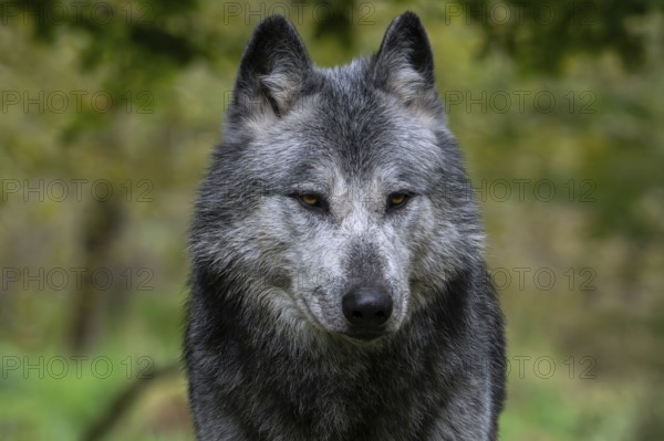 Close-up portrait of black and white Northwestern wolf, Mackenzie Valley wolf, Canadian, Alaskan