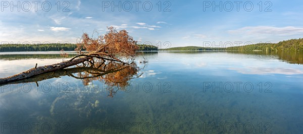 A fallen tree lies in the Stechlin, Großer Stechlinsee, clear water lake, view through the clear