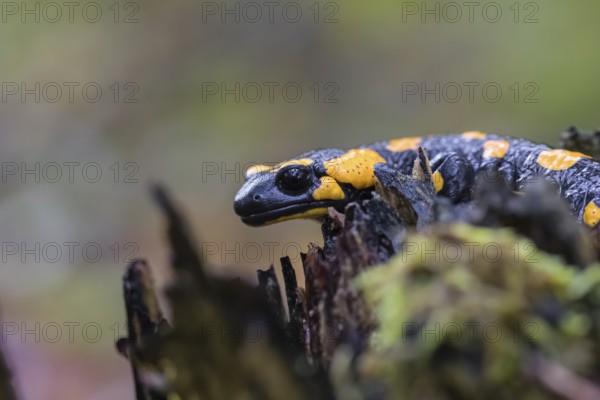 One fire salamander (Salamandra salamandra) rests on a tree stump on a rainy day. IUCN conservation