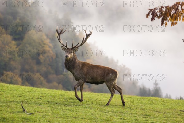 A red deer stag (Cervus elaphus) runs across a meadow. A forest with autumn leaves can be seen in