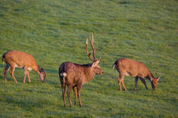 A Manchurian sika deer stag and two female (or Dybowski's sika deer, Cervus nippon mantchuricus or