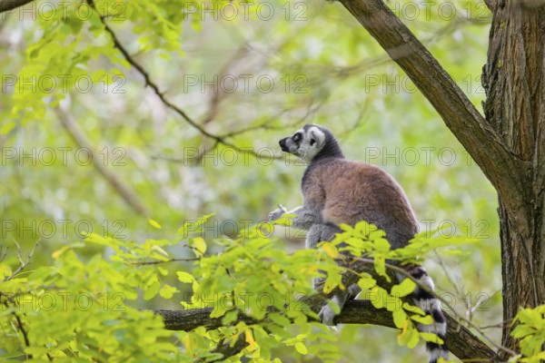 A ring-tailed lemur (Lemur catta) stands high up on a branch of tree with fresh green leafs