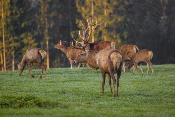 An Altai maral stag, Altai wapiti or Altai elk (Cervus canadensis sibiricus) stands on a meadow in