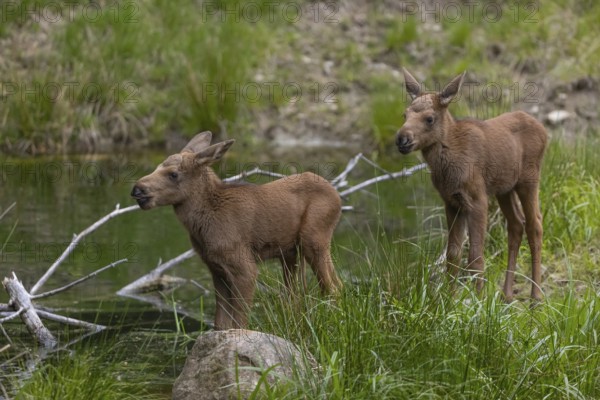Two baby moose or elk, Alces alces, (19 days old, born May 8, 2020) standing on a meadow with fresh