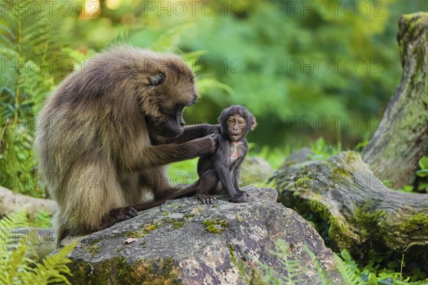 One female Gelada (Theropithecus gelada), or bleeding-heart monkey sits on a rock grooming her baby