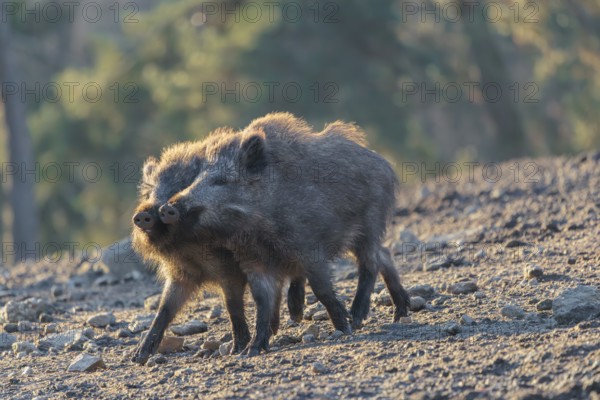 Two young wild boars (Sus scrofa) play fighting and dominance on a frozen field on a sunny day. A