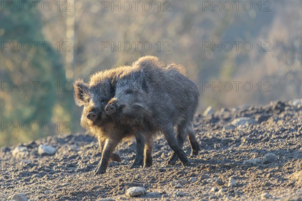Two young wild boars (Sus scrofa) play fighting and dominance on a frozen field on a sunny day. A