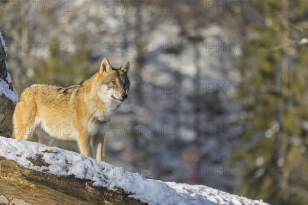 An adult female grey wolf (Canis lupus lupus) stands on a sloping, snow-covered meadow at the edge
