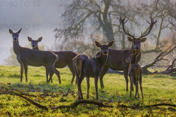 A herd of red deer hind and a stag (Cervus elaphus) stand backlit on a meadow. Early morning light