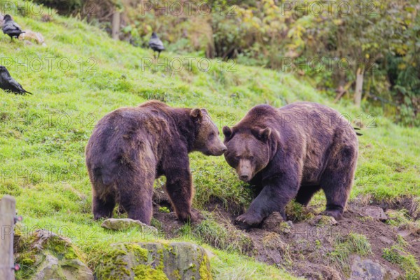 Two eurasian brown bears (Ursus arctos arctos) digging for something on a meadow in hilly terrain.