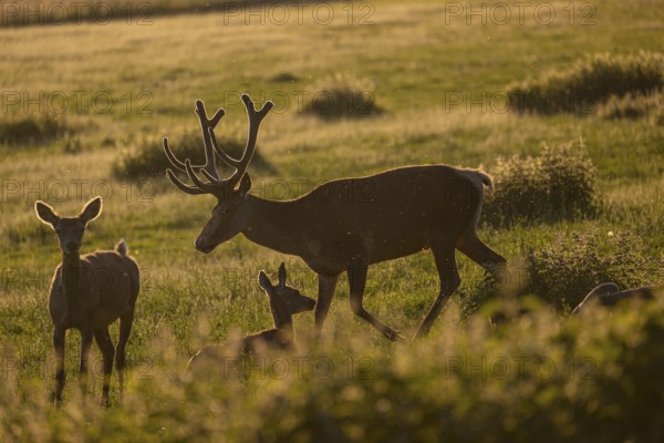 One male Altai maral, Altai wapiti or Altai elk (Cervus canadensis sibiricus) roaming over a meadow