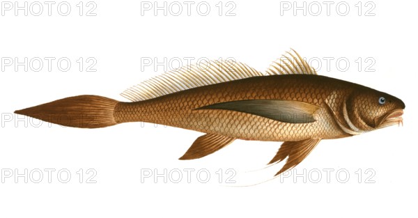 Fish, Fische, Lonchurus barbatus, der bärtige Lanzettschwanz, the bearded Lancet-Tail, Historic,