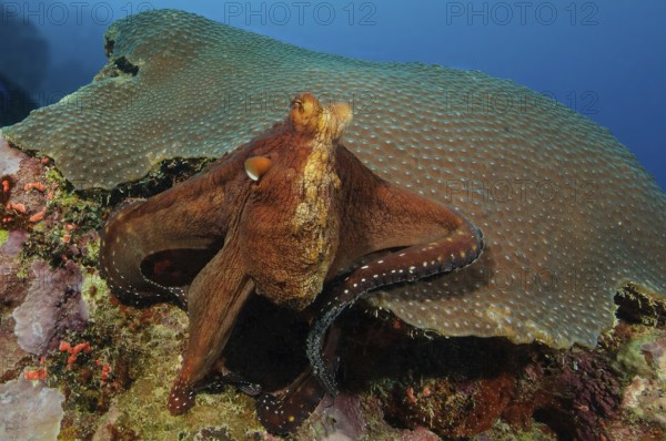 Underwater photo of Common Octopus (Octopus vulgaris) sitting in seemingly relaxed position on