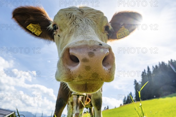 Young curious calf (Bos primigenius taurus), cow on an alpine meadow, snout stretched towards the