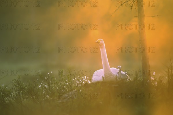 Whooper swan. Cygnus cygnus. Whooper swan at nest with new born cygnet. Photo taken around 2am when