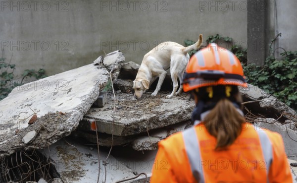 Rescue dog training, the sniffer dogs practise searching for trapped people in the rubble of