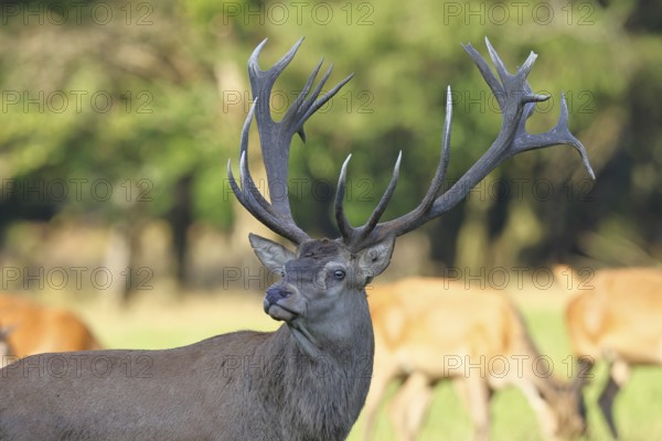 Red deer (Cervus elaphus), capital stag in a forest clearing, animal portrait, wildlife, Sauerland,