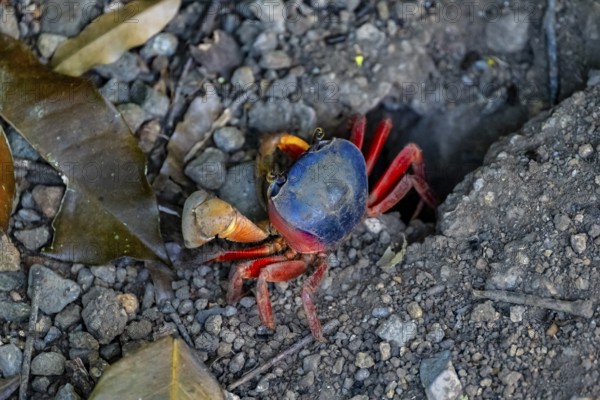 Harlequin crab (Cardisoma armatum), Manuel Antonio National Park, Puntarenas district, Costa Rica,