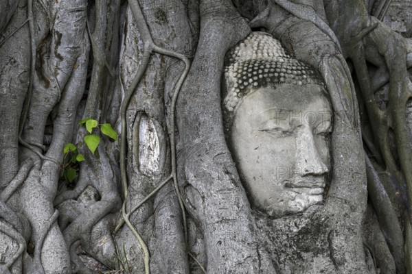 Sandstone Buddha head at the foot of a Bodhi tree in Wat Mahathat, Temple of the Great and Holy