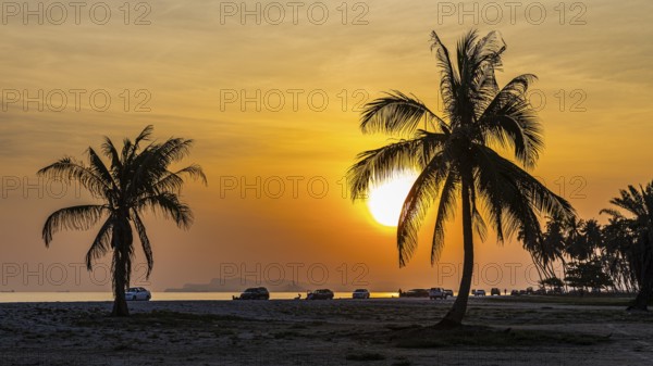 Coconut palms (Cocos nucifera) at sunset on the beach of Salalah, Dhofar Province, Arabian