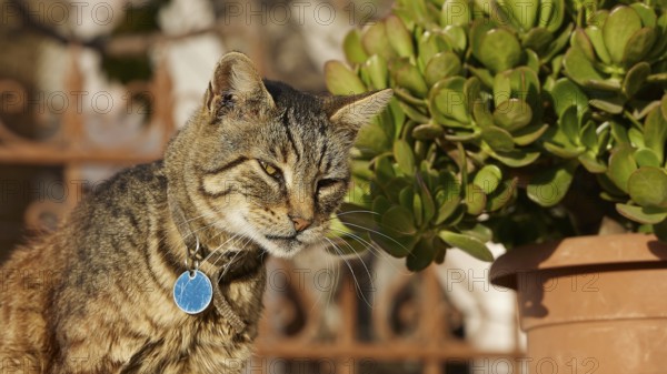 Tabby cat looks thoughtfully next to a pot with green plants, cat, Pyles, west coast, mountain