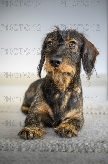 Rough-haired dachshund (Canis lupus familiaris), male, 2 years, animal portrait, Baden-Württemberg,