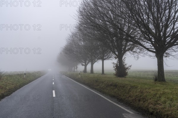 Dense fog, with visibility sometimes less than 100 metres, country road, Schuirweg, in Essen, North