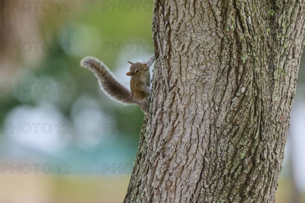 American grey squirrel (Sciurus carolinensis), climbing on a tree trunk in a natural environment,