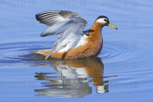 Red phalarope, grey phalarope (Phalaropus fulicarius) female in breeding plumage flapping wings in