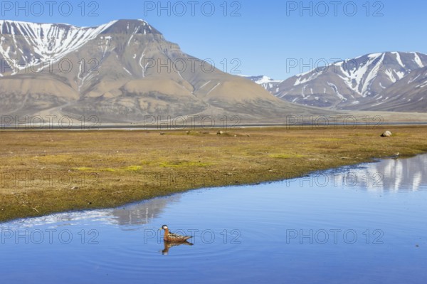 Red phalarope, grey phalarope (Phalaropus fulicarius) female in breeding plumage swimming in pond