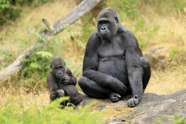 Western gorilla (Gorilla gorilla), adult, female, with young, sitting, on ground